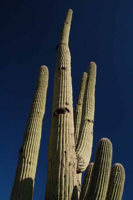 Saguaro Cactus